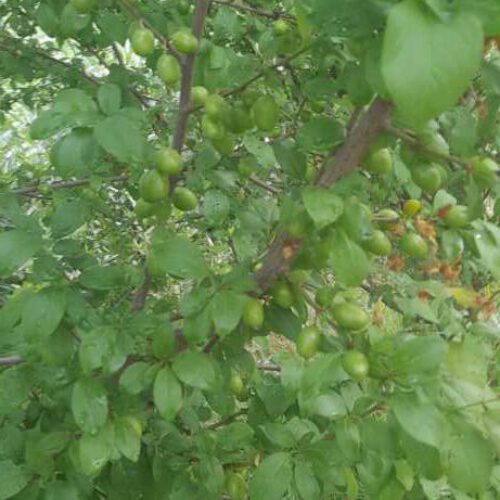 الو نوکنده