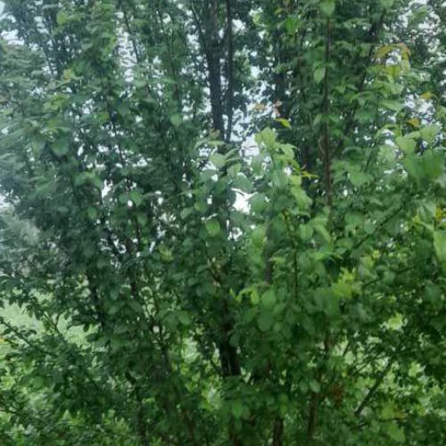 الو نوکنده