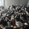 فروش بوقلمون