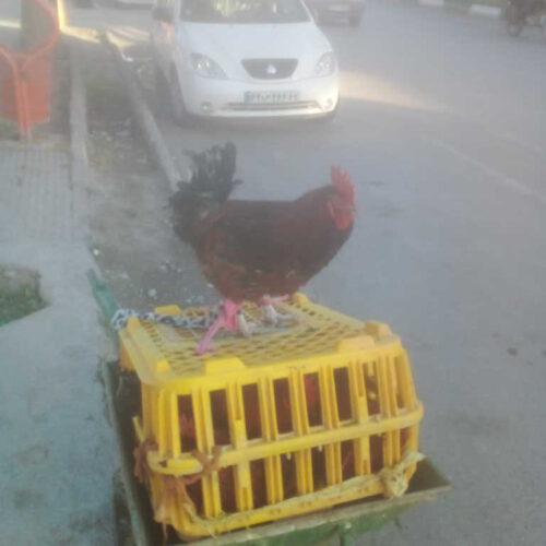فروش خروس محلی