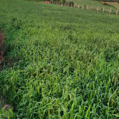 زمین کشاورزی و باغی در روستای خارکش