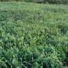 زمین کشاورزی و باغی در روستای خارکش