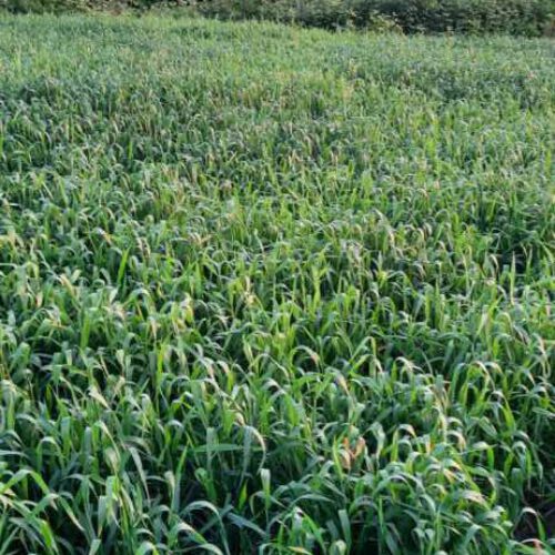 زمین کشاورزی و باغی در روستای خارکش