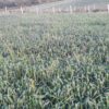 زمین کشاورزی و باغی در روستای خارکش