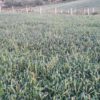 زمین کشاورزی و باغی در روستای خارکش