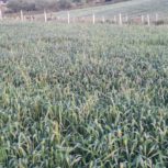 زمین کشاورزی و باغی در روستای خارکش