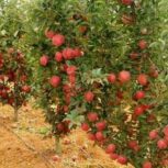 زمین باغ 2145 متری با درختان مثمر سند 6 دانگ