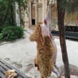 پخش گوسفند زنده