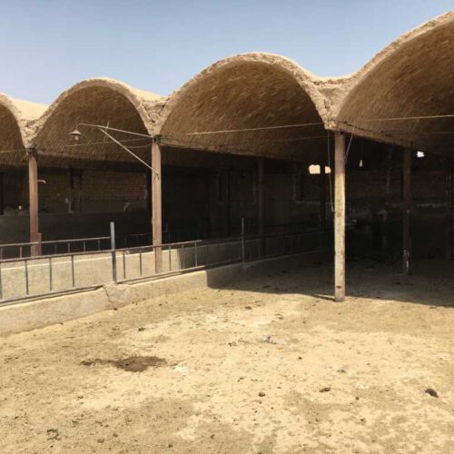 دامداری گاوداری دامپروری