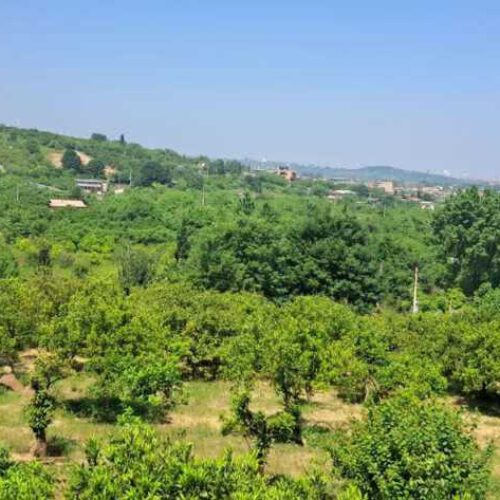 فروش فوری و شرایطی 1200 متر باغ ممتاز در قادیکلا قائم شهر