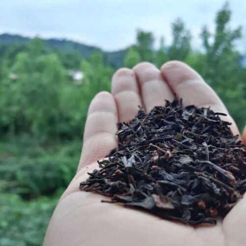 چای تازه‌چین گیلان  برداشت بهاره 1404