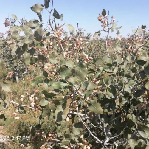 فروش زمین کشاورزی موقعیت عالی