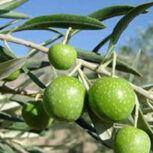 باغ زیتون و انار