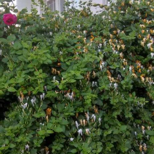 خانه ویلایی دلباز