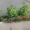 خانه ویلایی دلباز