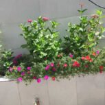 خانه ویلایی دلباز