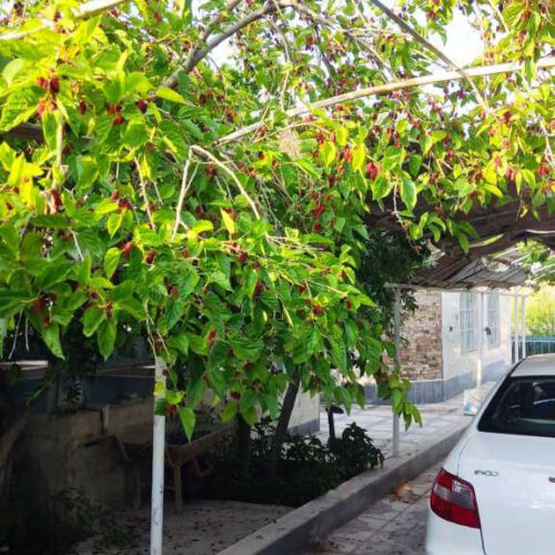 باغ ویلا مجموعه پرنیان
