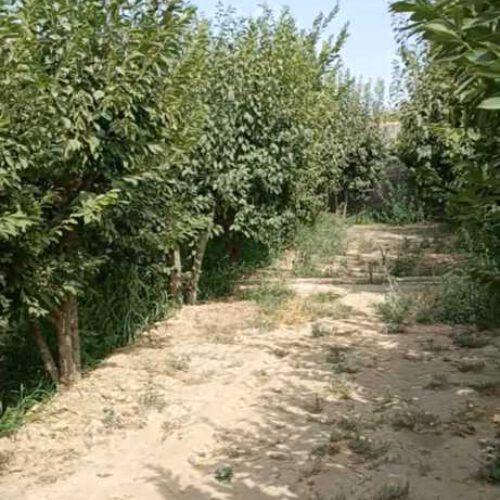 باغ 400 متری