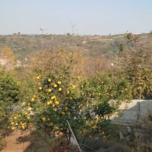 فروش زمین باغی