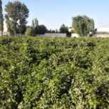 زمین باغ انگوری