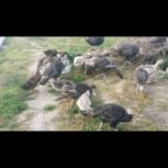 فروش مرغ خروس اردک غاز بوقلمون