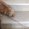 سگ پاکوتاه دوماهه