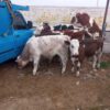 مرکزفروش انواع گوساله های نروماده