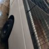 اریسان 1 مدل 98 دوگانه کارخانه