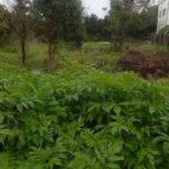 یک قطعه زمین 530 متری