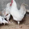 فروش خروس گلین