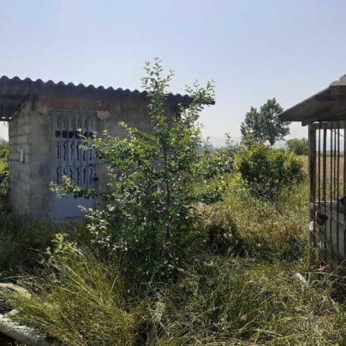 زمین کشاورزی فوق العاده 1 هکتار نکا ولاشد