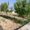باغ 850متر ی با اب