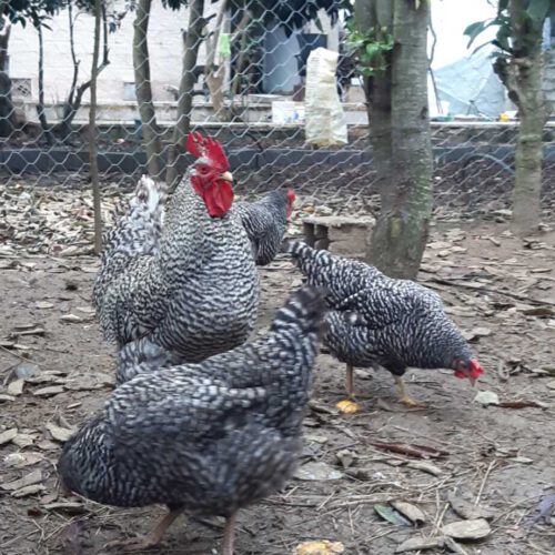 جوجه امروک (پیلموت راک )