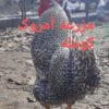 جوجه امروک (پیلموت راک )