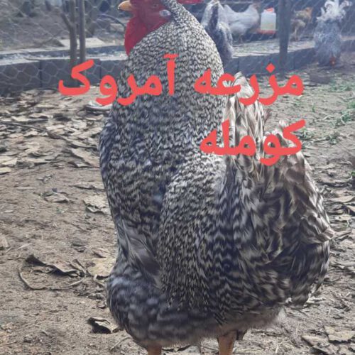جوجه امروک (پیلموت راک )