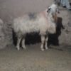 نربز وبز