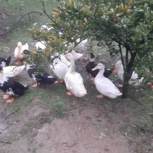 فروش اردک محلی