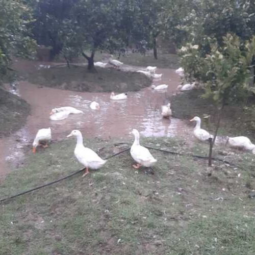 فروش اردک محلی