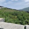 260متر زمین،در روستای چهارفصل کارمزد800000000 میلیون