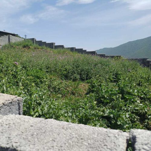260متر زمین،در روستای چهارفصل کارمزد800000000 میلیون