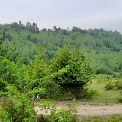 2هزار متر زمین باغی در گیلان