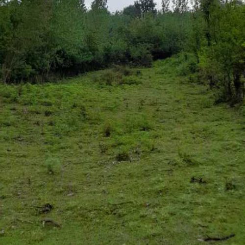 2هزار متر زمین باغی در گیلان