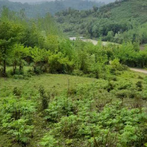 2هزار متر زمین باغی در گیلان