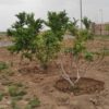 350 متر زمین بحر خیابان