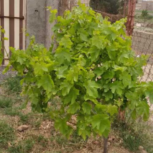 350 متر زمین بحر خیابان