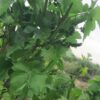 باغ انگور بیدانه