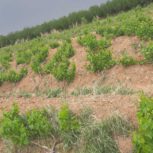 باغ انگور بیدانه