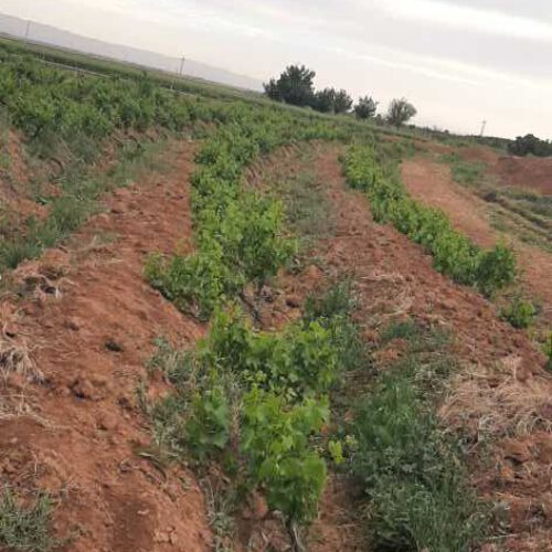 باغ انگور بیدانه