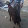 بره‌قوچ
