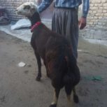 بره‌قوچ